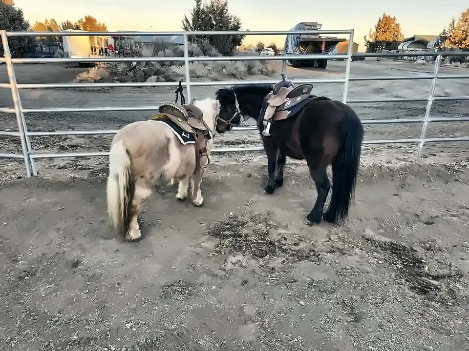 Two miniature horses saddled at the rail