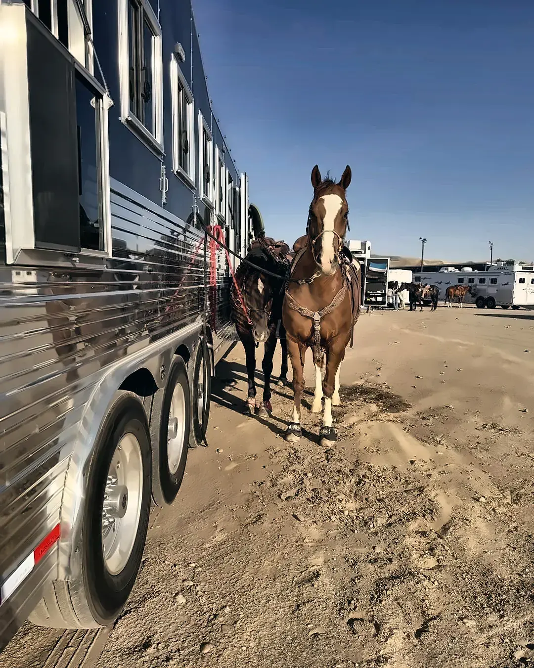 A TK horse tied at the trailer at a barrel race